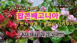 팝콘베고니아 번식 삽목/ 분갈이/ 키우는 방법을 소개합니다 ~ 물꽂이 삽목으로 부자되기 쉬워요~^^  Doublet  begonia