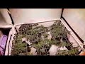 How to video, grow cannabis, Bubba Kush weed update Big Buds LED growing light