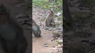 Frog And Monkey Playing | Frog Makes Strange Sounds