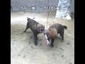 嗅がれるカリカと〆られるコラン 神戸どうぶつ王国 ヤブイヌ bush dog