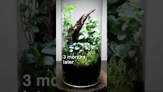 Forest in a jar terrarium build