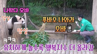 ★에버랜드 판다월드★ 몰래 숨어서 푸바오 살피다 들키는 송바오ㅋㅋ 작은 할부지 발견하고 달려오는 푸공주는 어깨춤이 절로 나지요 Baby Panda Fu Bao