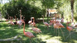 Caribbean flamingo courtship display (Lisbon Zoo)