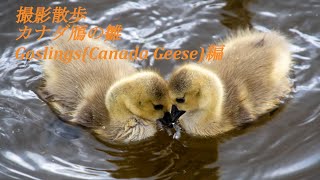 【カナダ】撮影 散歩  カナダ鴈の雛  Goslings(Canada Geese)編　　メトロ　バンクーバー