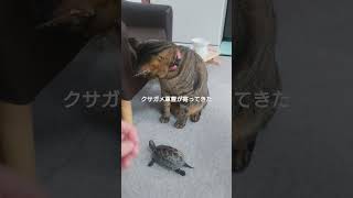 猫は気まぐれ【 #猫と亀 】