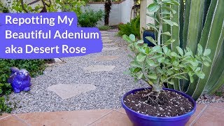 Repotting My Adenium aka Desert Rose / Joy Us Garden