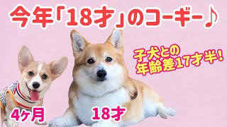 今年１８歳になるコーギーの女の子とデートをしたコーギー子犬【とってもかわいいご長寿犬】