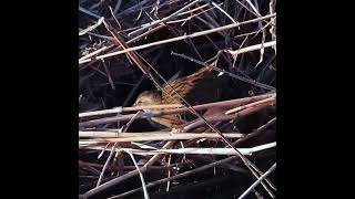 クイナ狛江地区ショート 2025 02 09 #クイナ #野鳥 #birds #wildlife #nature #自然観察ぶらり散歩