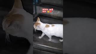 আমার ছোট্ট মিনি কি করছে দেখুন বন্ধুরা 😅😺❤️ #shortvideos #animallovr #viralvideo #cat #catlover