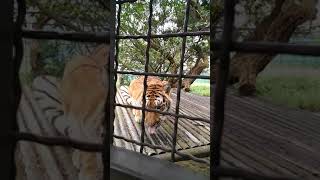 2019.7.6 六福村 勇闖猛獸島 籠車餵食秀 Part I 孟加拉虎餵食