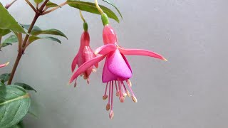 フクシア（ホクシャ）の開花（花の開花＃472）  / Flowering Fuchsia (Timelapse)