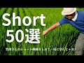 【自然菜園】竹内さんのショート動画まとめ５０選！一気に学んじゃおう