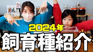 飼育種紹介！大型クワガタやカブトムシなど約20種をまとめて紹介！／昆虫飼育／ヘラクレス／ギラファ／スマトラ／ニジイロ／オオクワガタ／etc.