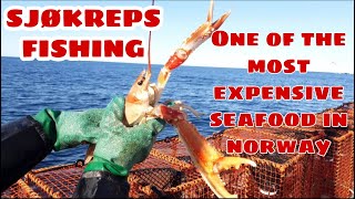 FISHING ONE OF THE MOST EXPENSIVE SEAFOOD IN NORWAY, SJØKREPS or NORWAY LOBSTER| HITRA,  NORWAY