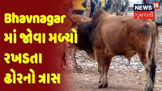 Bhavnagar | Bhavnagar માં જોવા મળ્યો રખડતા ઢોરનો ત્રાસ | News18 Gujarati