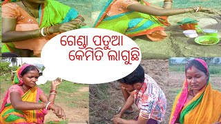 ଗେଣ୍ଡା ପତୁଆ କେମିତି ଲାଗୁଛି