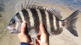 EPIC Sheepshead Fishing Yields Multiple Monsters