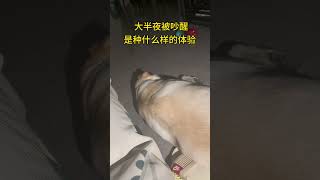 你们有过吗？大半夜被狗子打鼾声吵醒！#拉布拉多 #狗狗