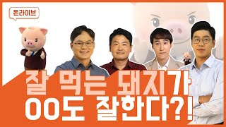 [돈라이브] 돈플래너에게 물어봐 : 포유모돈 사료 섭취량의 영향