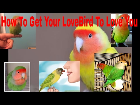 (HOW TO) GET YOUR LOVEBIRD TO LOVE YOU!!!!!!!! (HOW TO) GET YOUR LOVEBIRD TO LOVE YOU!!!!!!!!