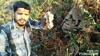 World first time un box || Wasp nest || குளவிக் கூடு || in tamil