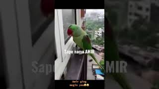 Sape Nama AMIR? | Burung Bercakap