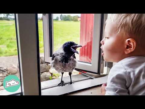 Wild Crow Knocks On Window To Play With His Baby Friend Every Day Cuddle Buddies