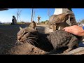 猫島で神社に行ったら野良猫が付いてきて楽しい