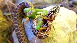 This Is Why Snakes Are Afraid of Mantises