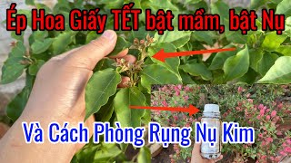 Ép Hoa Giấy TẾT bật NHANH !!! Mầm nụ. Và cách Phòng rụng Nụ Kim ??