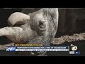 Northern white rhino Nola dies at Safari Park