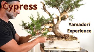 Primo step per il diciannovesimo cipresso in collezione #bonsai #bonsaitechniques #yamadoribonsai