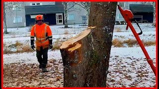 This Maple Tree Removal Doesn't Go As Planned