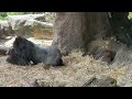 gorilla　ハオコの後を追いかけるトト【‎2024年‎4月11日】【上野動物園】ゴリラ💓toto chasing after haoko