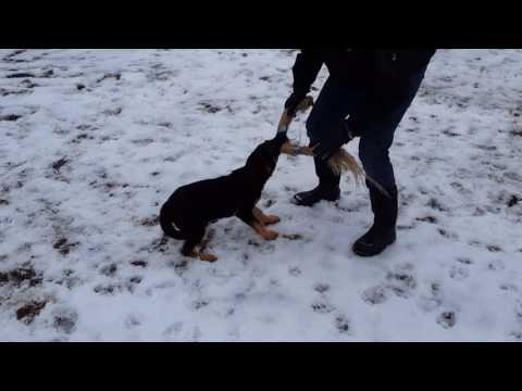 How to select a Protection Dog part 2 - Selecting the individual How to select a Protection Dog part 2 - Selecting the individual