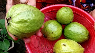 আমার গাছের পেয়ারা ৷ GUAVA Fruit I আমার বাগান ৷ BONOVOJON । গাছ লাগান প্রাণ বাঁচান