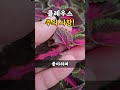 콜레우스 키우기 주의 사항