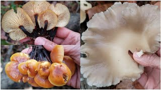 How to identify oyster mushroom and Enoki Flammulina velutipes in basic.