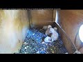 Is big brother trying to eat his youngest sibling (siblicide)?Lesser kestrel Cam Israel|בזים אדום