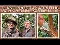 Plant profile: arbutus - we take a look at seven different strawberry trees!