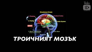 Троичният мозък - рептилен, лимбичен, неокортекс (сила за супер ум-тяло)