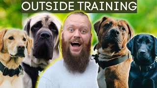 3 Dog Training Tips For Having Your Dog Outside