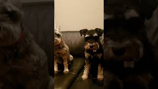 #miniature Schnauzer#Bobby\u0026Abby #asmr#short #Heartborbolenvlog