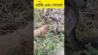 বেজি এবং গোখরা