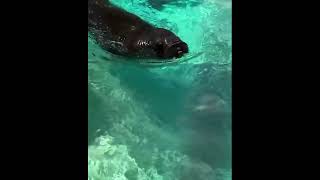 Balzak the Walrus Whistles as He Plays With A Water Hose