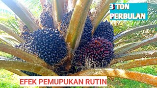 Dampak pemupukan Rutin