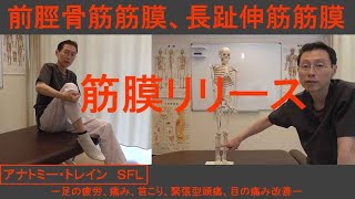 アナトミー・トレイン　ＳＦＬ　前脛骨筋筋膜と長趾伸筋筋膜、筋膜リリース　－足の疲労、痛み、首こり、緊張型頭痛、目の痛み改善－