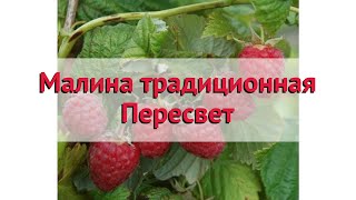 Малина традиционная Пересвет 🌿 Обзор: посадка и уход. крупномеры малины: описание и особенности