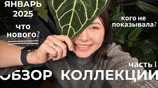 Январьский обзор коллекции комнатных растений, часть 1. Как изменились растения? Что новенького?