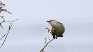 セッカの囀りと地鳴き 高音質【野鳥観察 鳥の鳴き声 バードウォッチング】Zitting cisticola Calling Bird Sound　Bird Song